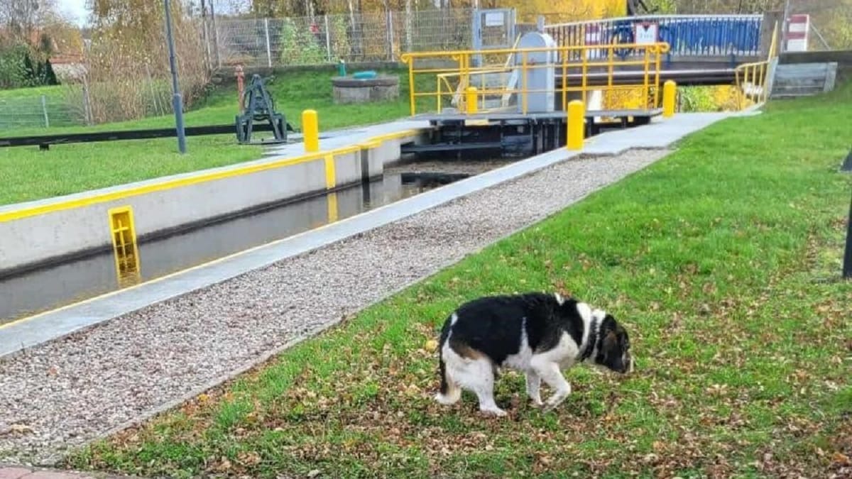 Pies Wpadł Do Kanału Elbląskiego W Miłomłynie