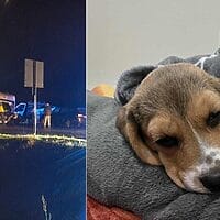 Suczka Rosa walczy o życie po karambolu pod Ostródą 8 Suczka Rosa Walczy O Życie Po Karambolu Pod Ostródą