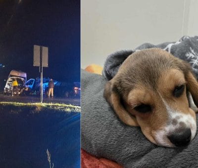 Suczka Rosa walczy o życie po karambolu pod Ostródą