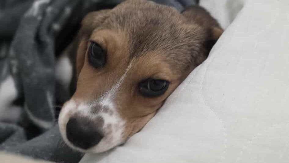 Suczka Rosa Walczy O Życie Po Karambolu Pod Ostródą