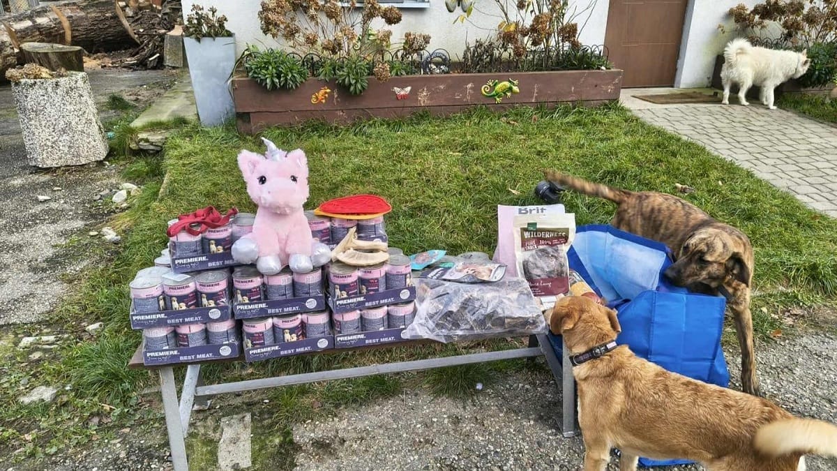 Schronisko w Ostródzie - komisja wybrała za zamkniętymi drzwiami 16 Schronisko w Ostródzie - komisja wybrała operatora na 2026 rok