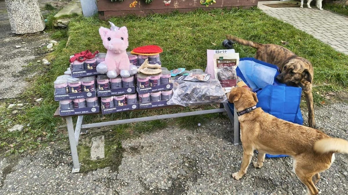 Jest Nowy Operator Schroniska W Ostródzie — Burmistrz Rozstrzygnął Konkurs Na 2026 Rok!